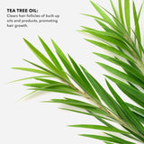 Tea Tree Essential Oil with MCT